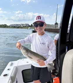 Striped bass caught by angler at Rehoboth Beach