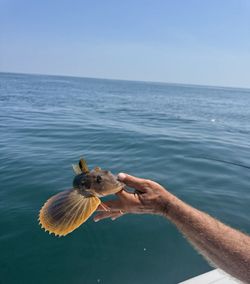 Striped Searobin fishing at Rehoboth Beach