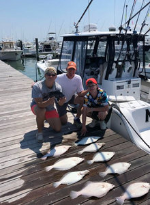 Three grey triggerfish caught by anglers at Rehoboth Beach