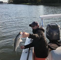 Striped bass caught while fishing in NJ