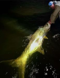 Fish-Species