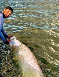 Landed this beauty right near the mangroves