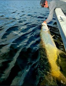 Fish-Species