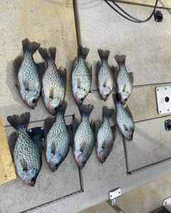 Georgia's crappie season kicks off
