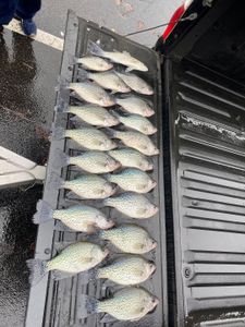 Crappie fishing in Georgia