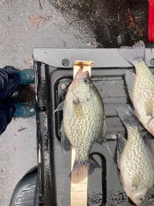 Crappie Fishing near me in Georgia