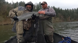 Two anglers holding large salmon in net on boat in Clackamas Oregon
