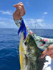 Deep sea fishing in Boca Raton