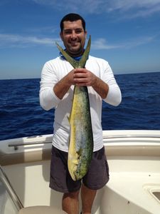 Mahi Mahi fish caught by person in Boca Raton