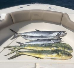 Three king mackerel caught while fishing in Boca Raton