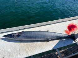 Wahoo fish caught while fishing in FL