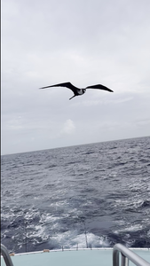 Great to see the local seabirds while out on the water in Key West!
