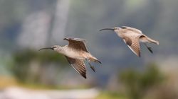 Coastal birdwatching in action