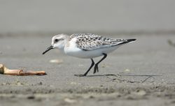 Washington coast