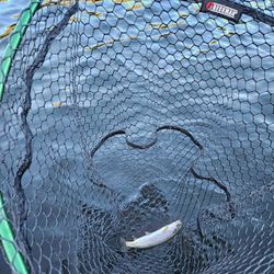 Fish-Species
