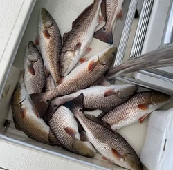 6 bluefish caught in LA
