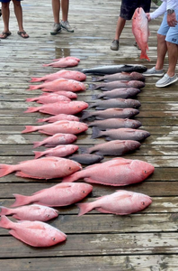 6 fish caught during fishing trip in Port Sulphur