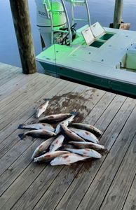 Red Drum magic on Louisiana fishing trips.