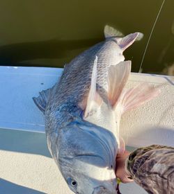 Red Drum paradise found in Louisiana waters.