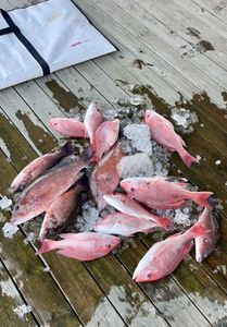 Red Snapper thrill on Louisiana Fishing Trips.