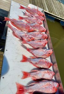 8 fish caught during a fishing trip in LA