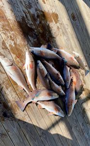 5 fishing rods at Port Sulphur