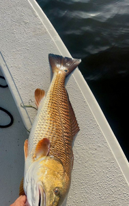A redfish caught in the waters of Port Sulphur