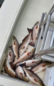 8 redfish caught in LA