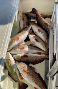7 Redfish caught while fishing in Port Sulphur