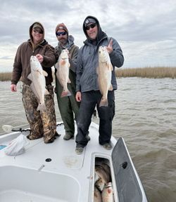 Three redfish caught in Port Sulphur