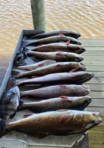 Six redfish and wahoo fish caught in Port Sulphur