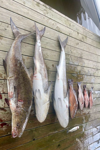 Three blue catfish caught fishing in LA