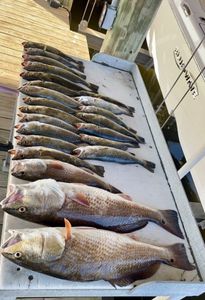Three redfish and spotted weakfish caught in Port Sulphur