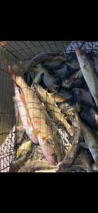 Fishing scene with 3 fish in Minnesota