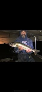 Pike-Perch fish caught while fishing in MN
