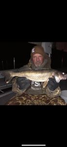 Walleye fish caught in Ottertail