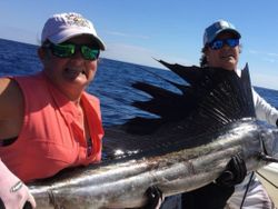 Atlantic Sailfish caught while fishing in FL