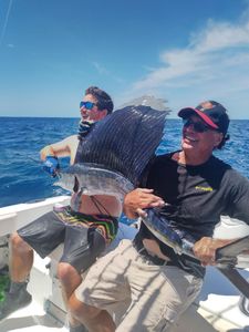 A lone Atlantic Sailfish, measuring 27 inches, caught while fishing in FL.