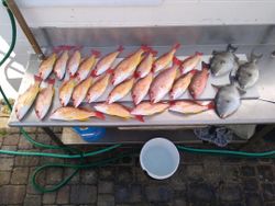 Three fish caught on a fishing trip in FL