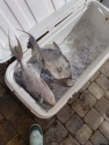 Fishing in Florida
