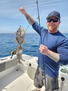 A grey triggerfish caught while fishing in South Daytona