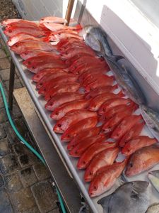 Hardhead Sea Catfish caught while fishing in South Daytona