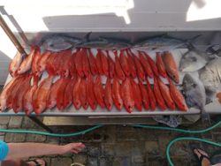 Three longfin yellowtail fishing in South Daytona