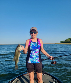 Largemouth bass caught in TX