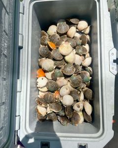 Fresh shellfish harvest in Crystal River