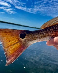 Crystal River trophy redfish
