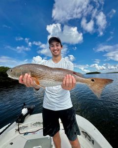 Angler with a large redfish caught in Crystal River