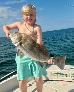 Photograph of a large black drum fish caught during a fishing tour in Crystal River