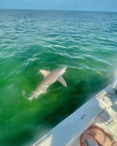 Blacktip Shark in Crystal River