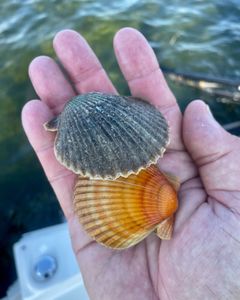 Shellfish bounty from Crystal River waters